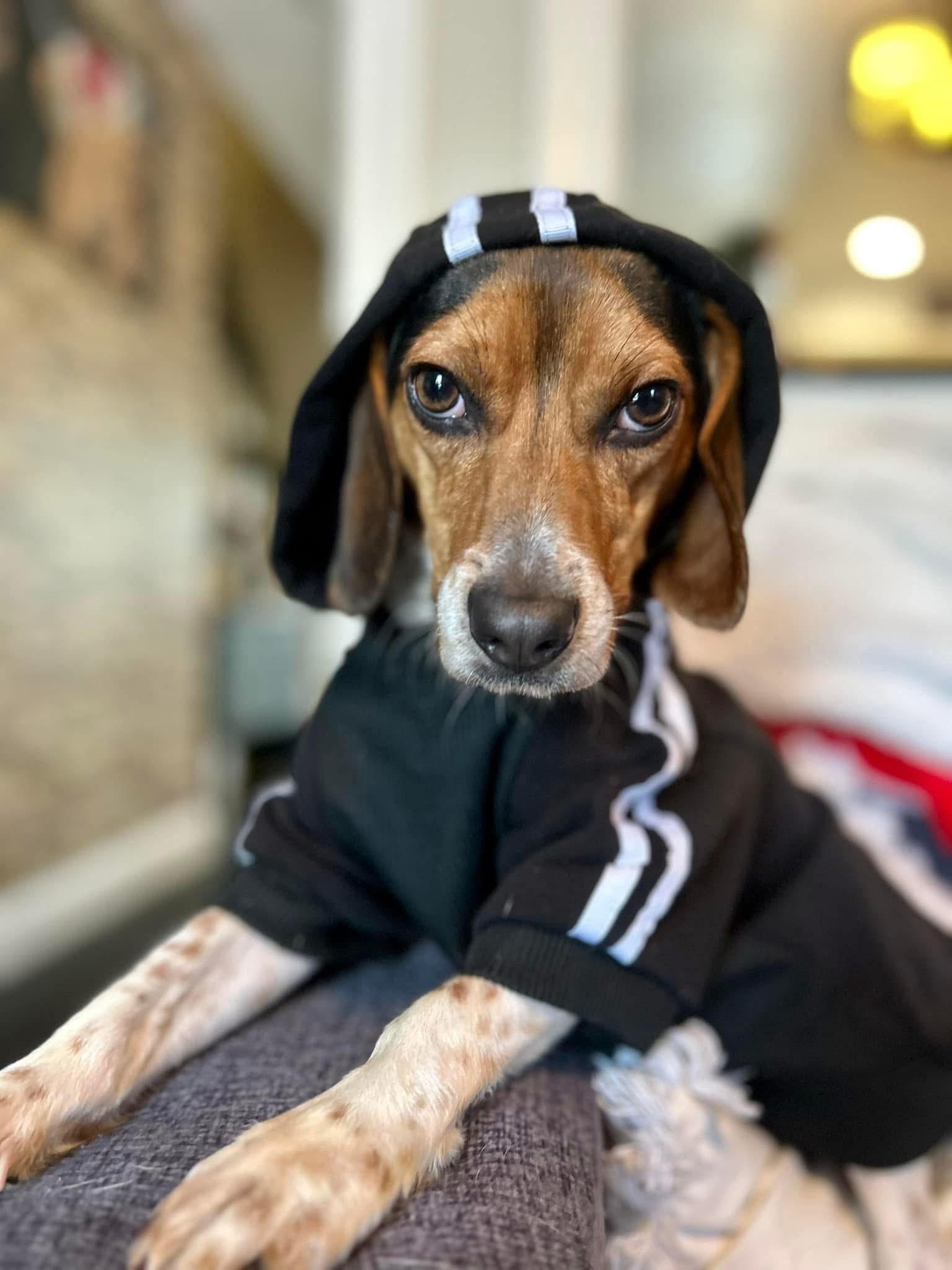 Bandit, Adopted, Young Male Beagle.