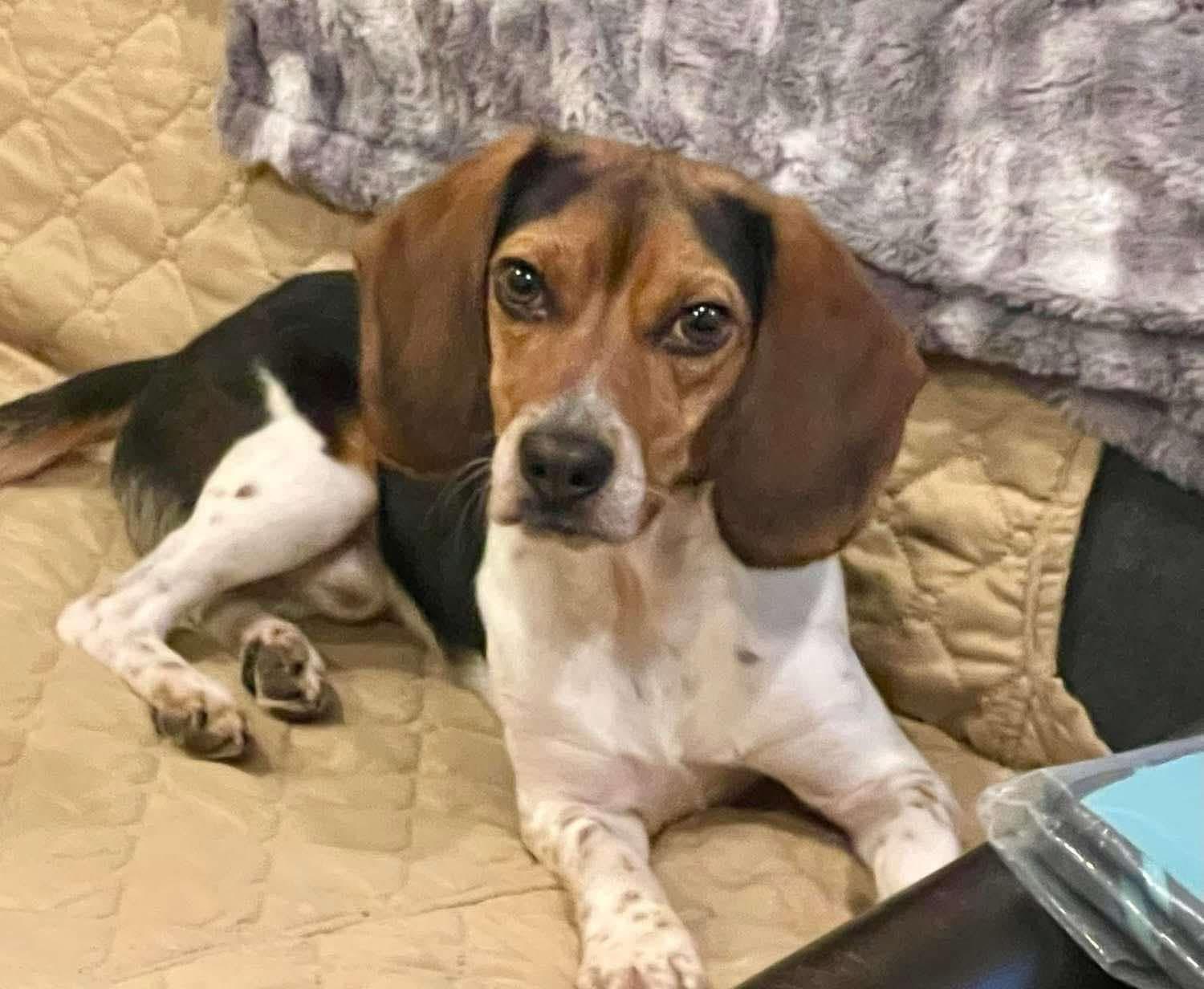 Enlarge Bandit, a Adopted Beagle in Berlin, NJ image 2/4