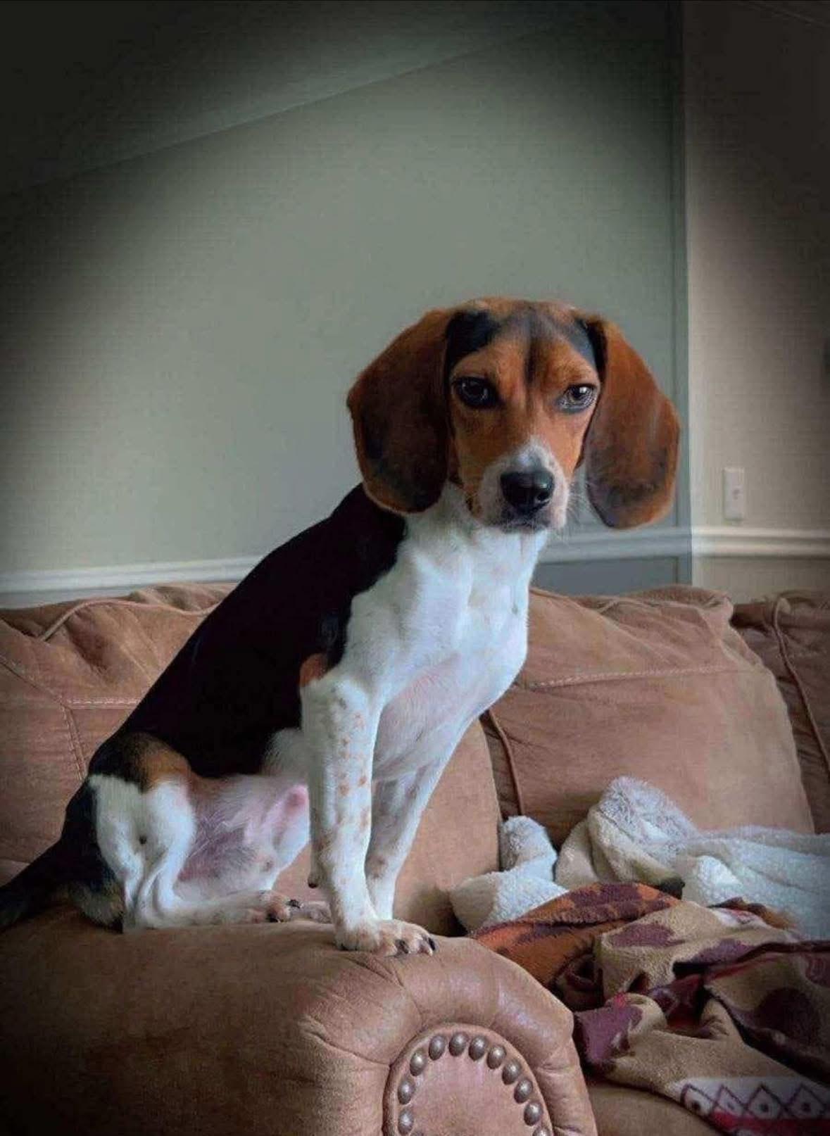 Enlarge Bandit, a Adopted Beagle in Berlin, NJ image 3/4