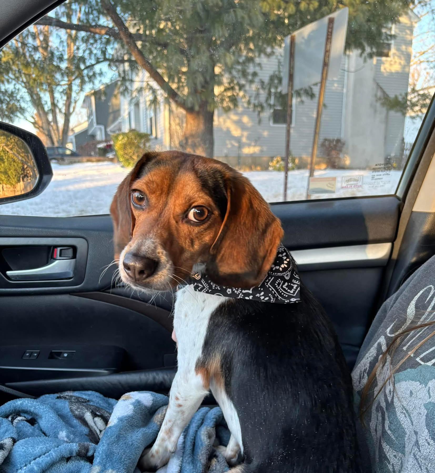 Enlarge Bandit, a Adopted Beagle in Berlin, NJ image 4/4
