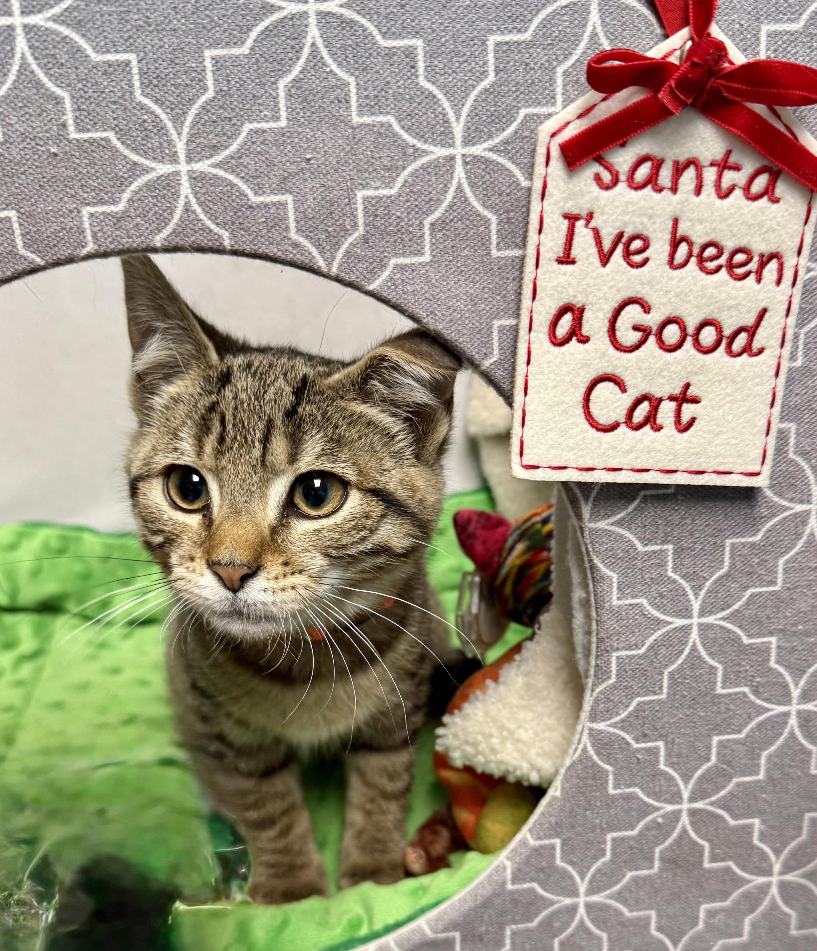 Enlarge Princess Leia - Purrfectly playful and affectionate, a Adoptable Domestic Short Hair in Muskego, WI image 6/6