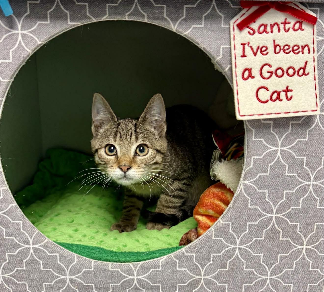 Enlarge Princess Leia - Purrfectly playful and affectionate, a Adoptable Domestic Short Hair in Muskego, WI image 3/6