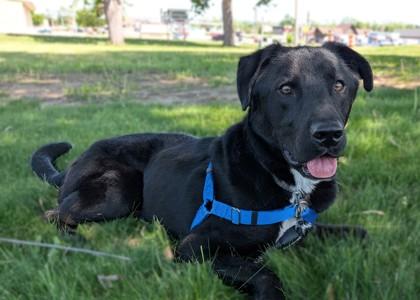 Shadow, Adoptable, Adult Male Labrador Retriever & Mixed Breed.