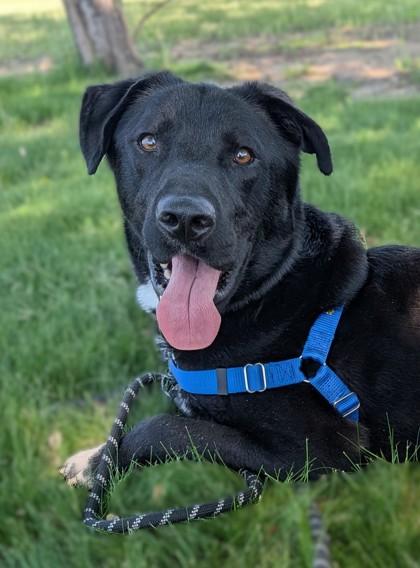 Shadow, a Adoptable mixed breed in Baraboo, WI image 2/3