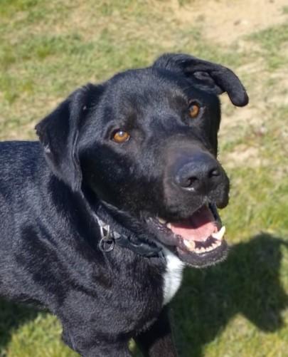 Shadow, a Adoptable mixed breed in Baraboo, WI image 3/3