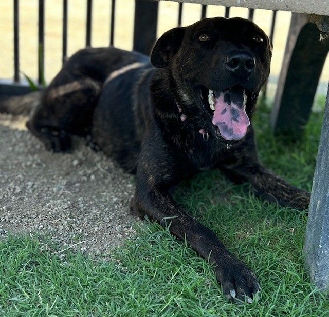 ELMIRA, a Adoptable mixed breed in Delano, CA image 1/9