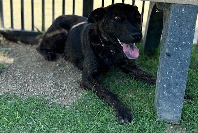 ELMIRA, a Adoptable mixed breed in Delano, CA image 2/9