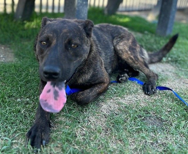 ELMIRA, a Adoptable mixed breed in Delano, CA image 3/9