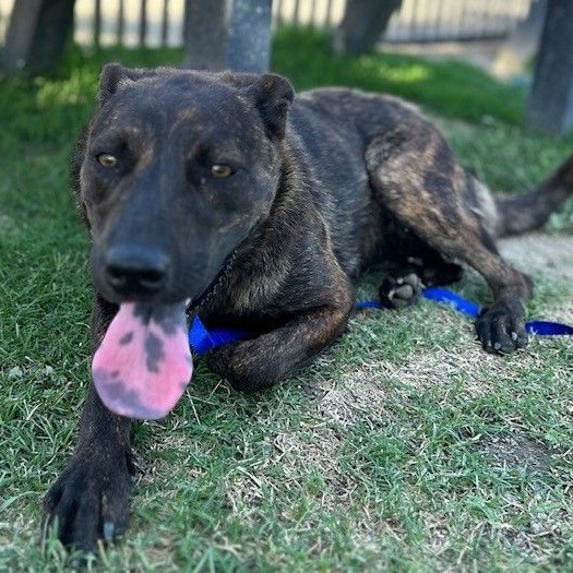 ELMIRA, a Adoptable mixed breed in Delano, CA image 3/6