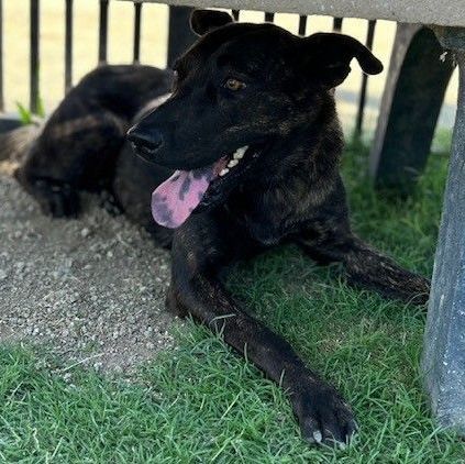 ELMIRA, a Adoptable mixed breed in Delano, CA image 4/9