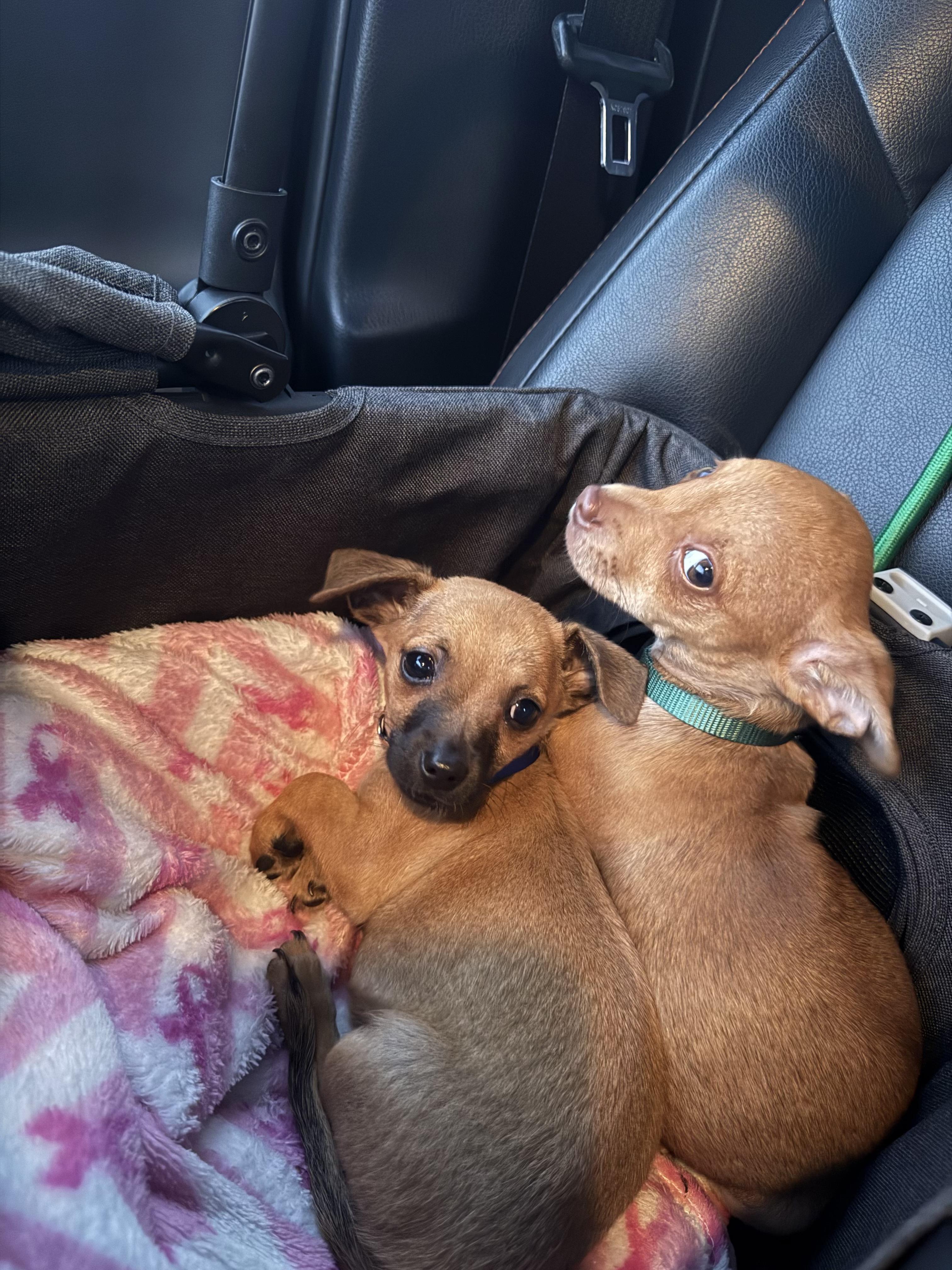 Enlarge Connor, a ADOPTABLE mixed breed in West Hollywood, CA image 3/3