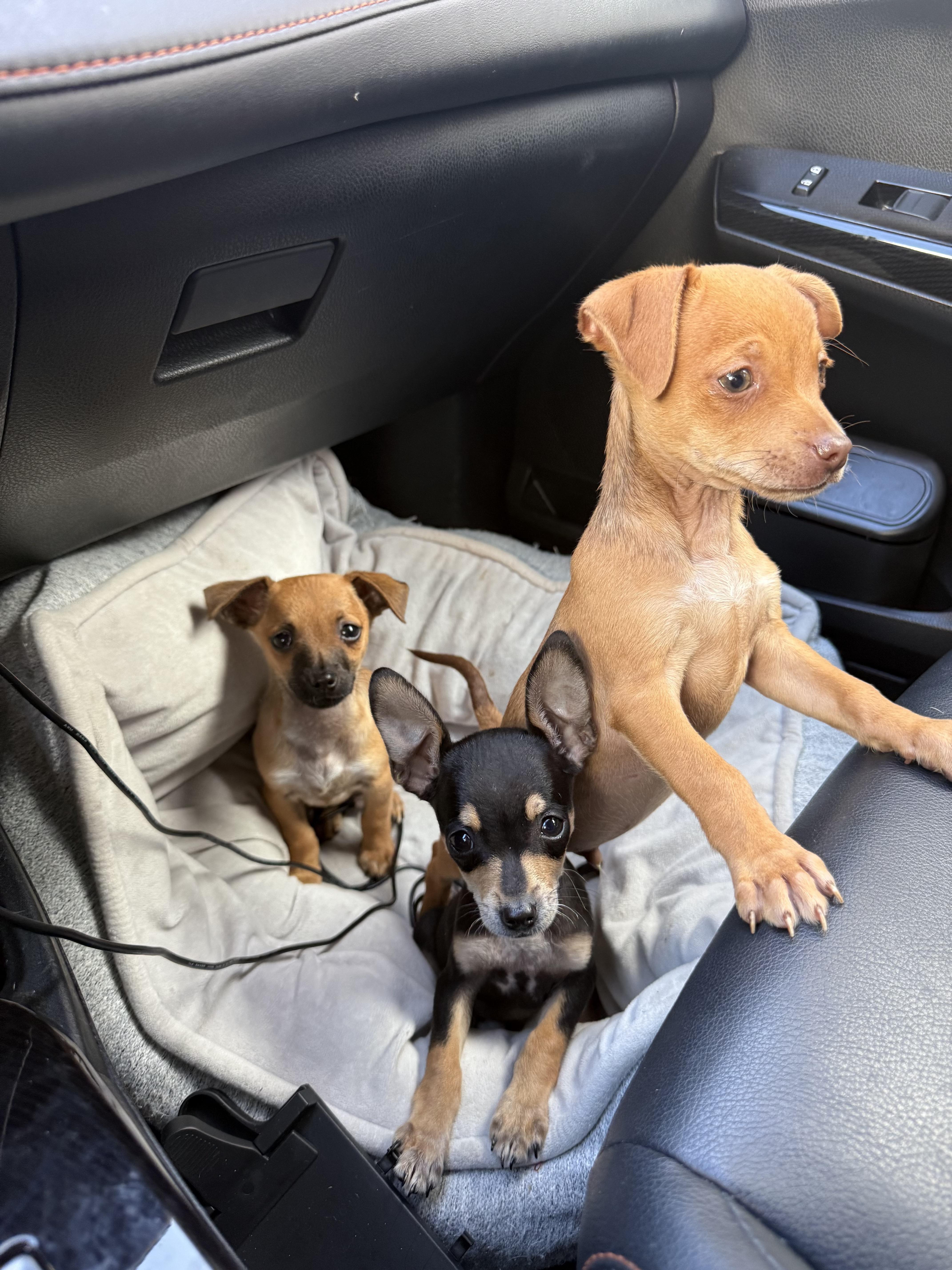 Enlarge Connor, a ADOPTABLE mixed breed in West Hollywood, CA image 2/3