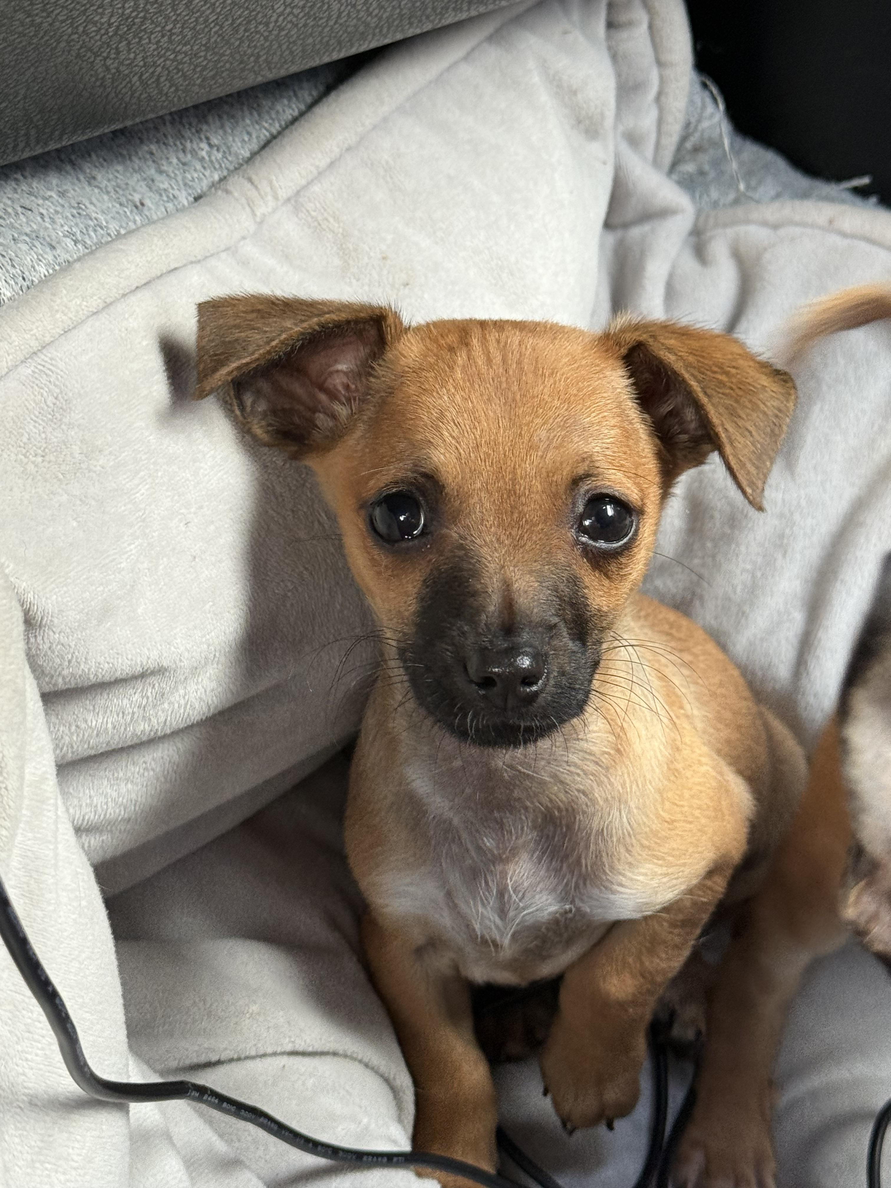 Enlarge Connor, a ADOPTABLE mixed breed in West Hollywood, CA image 1/3