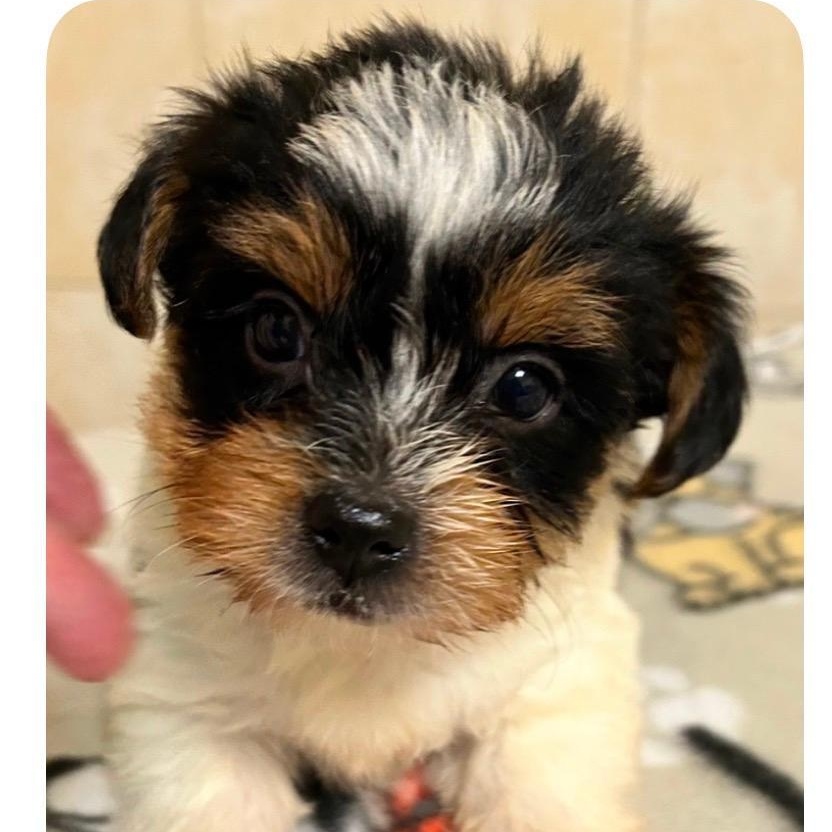 Enlarge Hunter, a Adoptable Yorkshire Terrier in Bartonsville, PA image 1/4