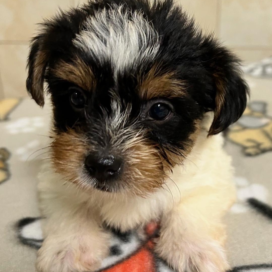 Enlarge Hunter, a Adoptable Yorkshire Terrier in Bartonsville, PA image 2/4