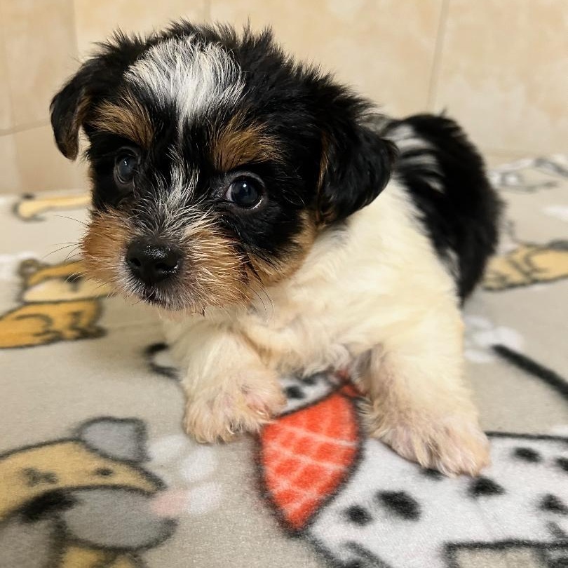 Enlarge Hunter, a Adoptable Yorkshire Terrier in Bartonsville, PA image 3/4