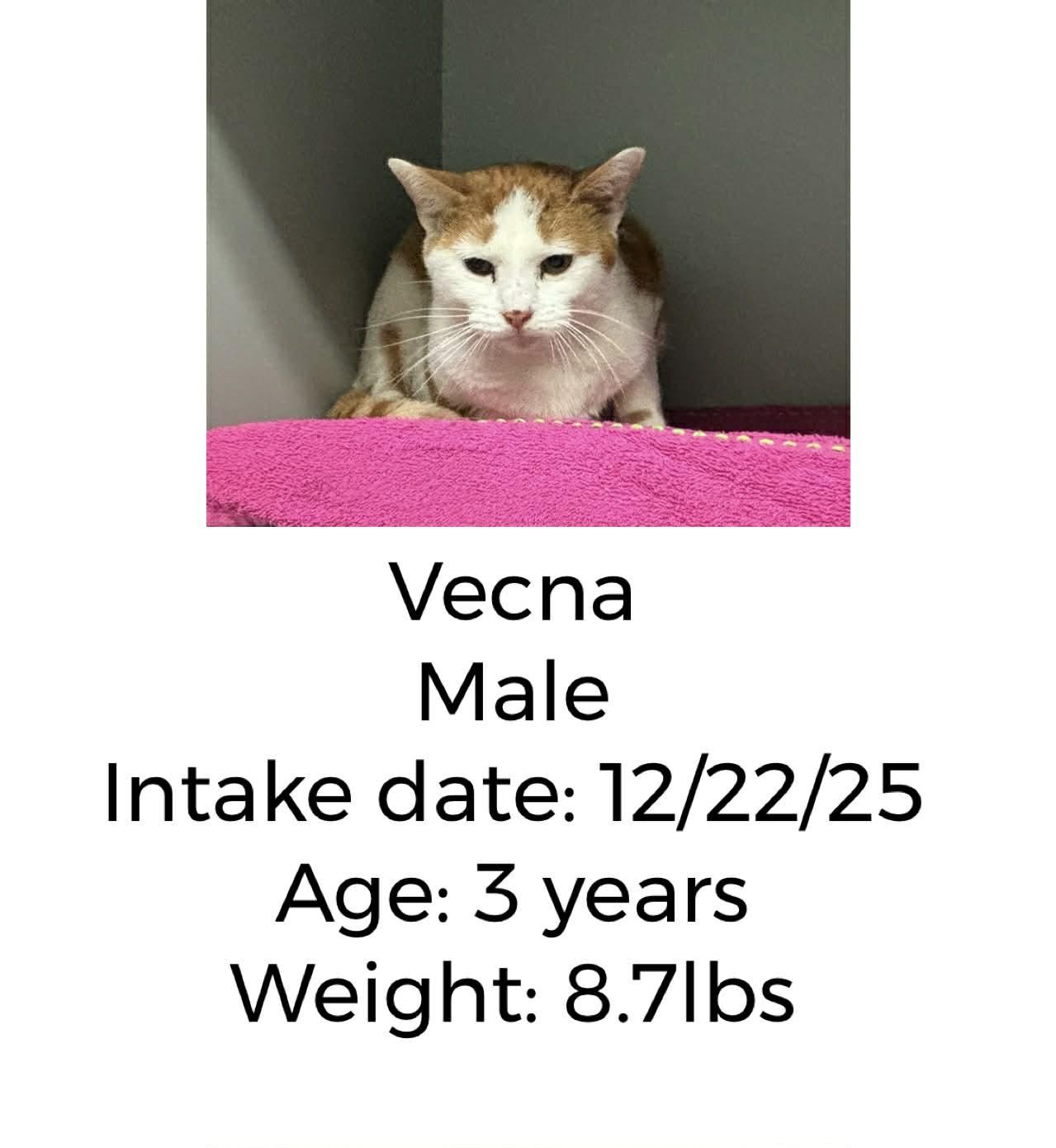 Enlarge Vecna, a ADOPTABLE Domestic Short Hair in Staffordsville, KY image 1/1