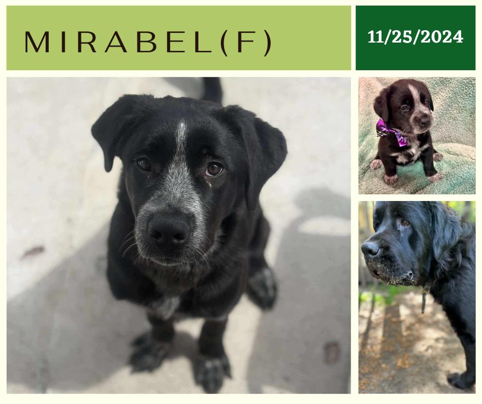 Mirabel, an adoptable Newfoundland Dog, Black Labrador Retriever in Edmonton, AB, T5Y 3N6 | Photo Image 1