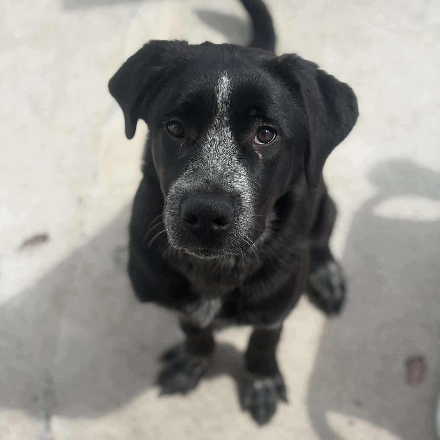 Mirabel, an adoptable Newfoundland Dog, Black Labrador Retriever in Edmonton, AB, T5Y 3N6 | Photo Image 2