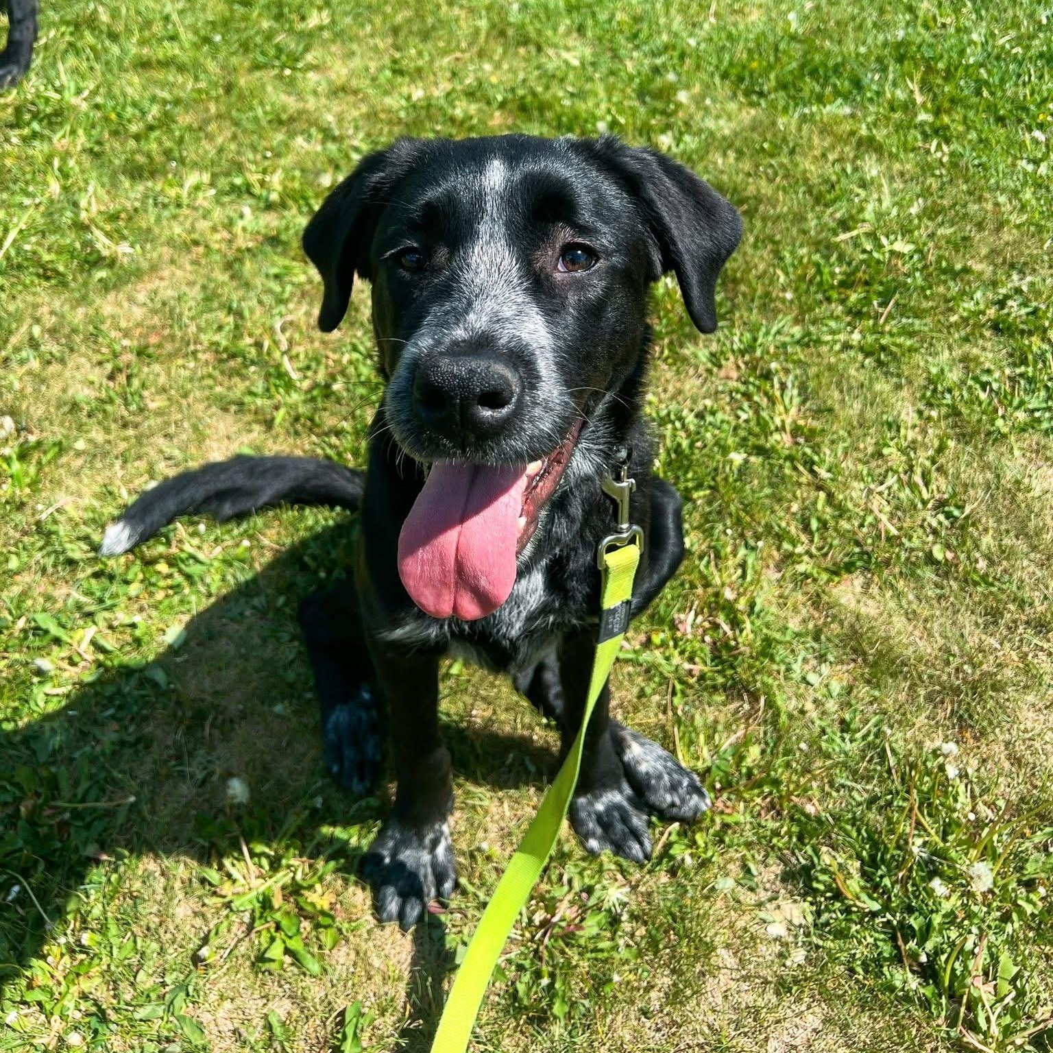 Mirabel, an adoptable Newfoundland Dog, Black Labrador Retriever in Edmonton, AB, T5Y 3N6 | Photo Image 3