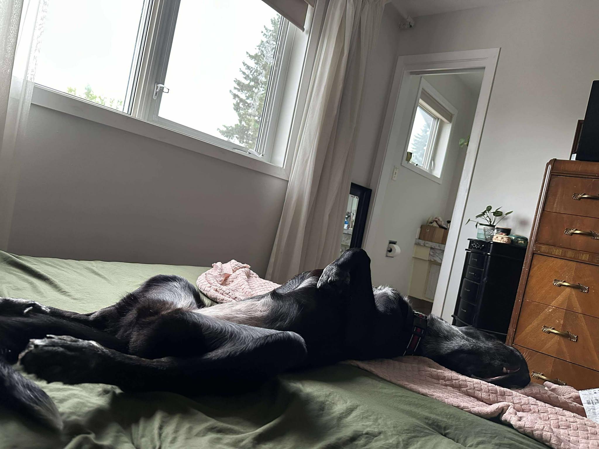 Mirabel, an adoptable Newfoundland Dog, Black Labrador Retriever in Edmonton, AB, T5Y 3N6 | Photo Image 3