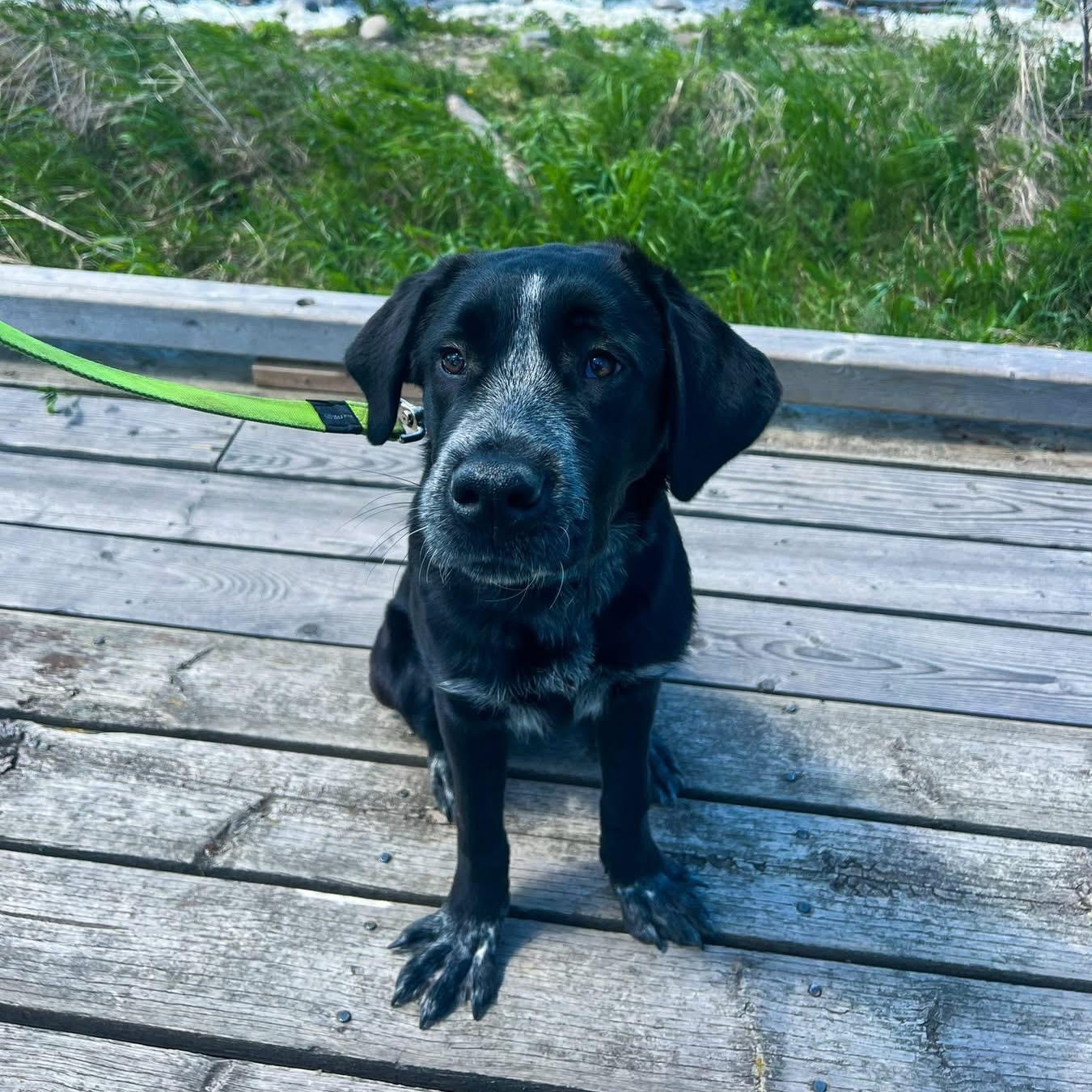 Mirabel, an adoptable Newfoundland Dog, Black Labrador Retriever in Edmonton, AB, T5Y 3N6 | Photo Image 1