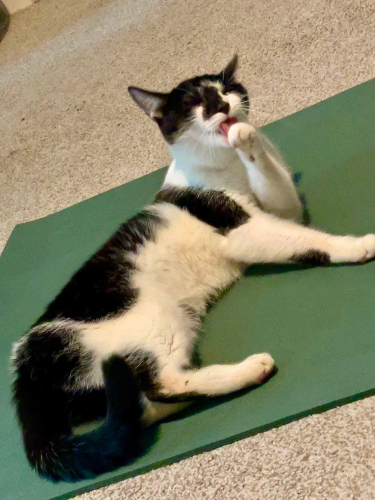 Rascal, Adoptable, Young Female Domestic Short Hair.