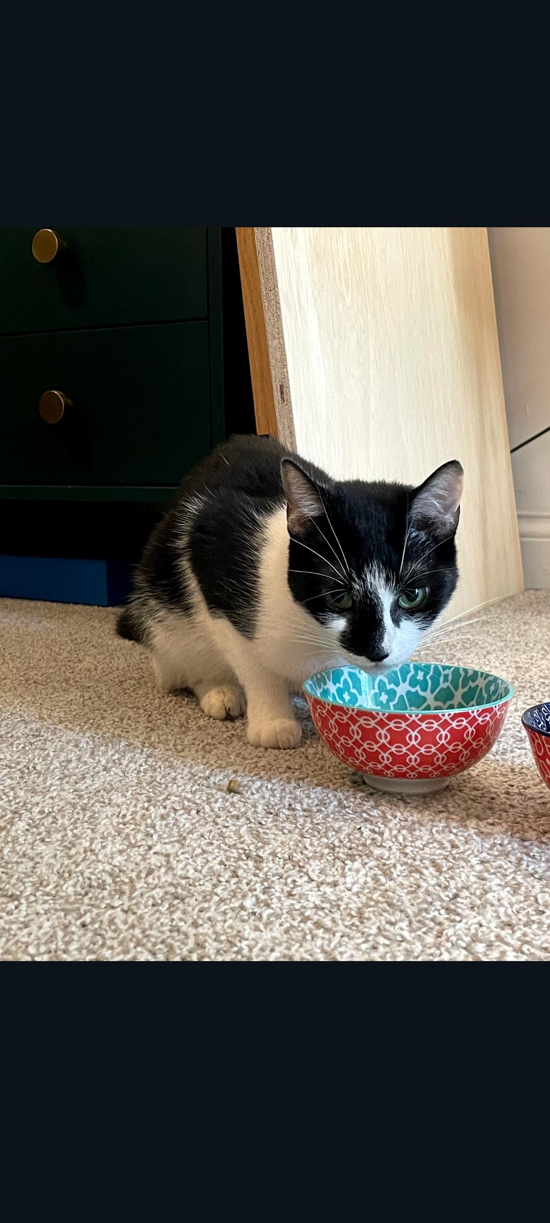 Enlarge Rascal, a Adoptable Domestic Short Hair in Lewis Center, OH image 2/5