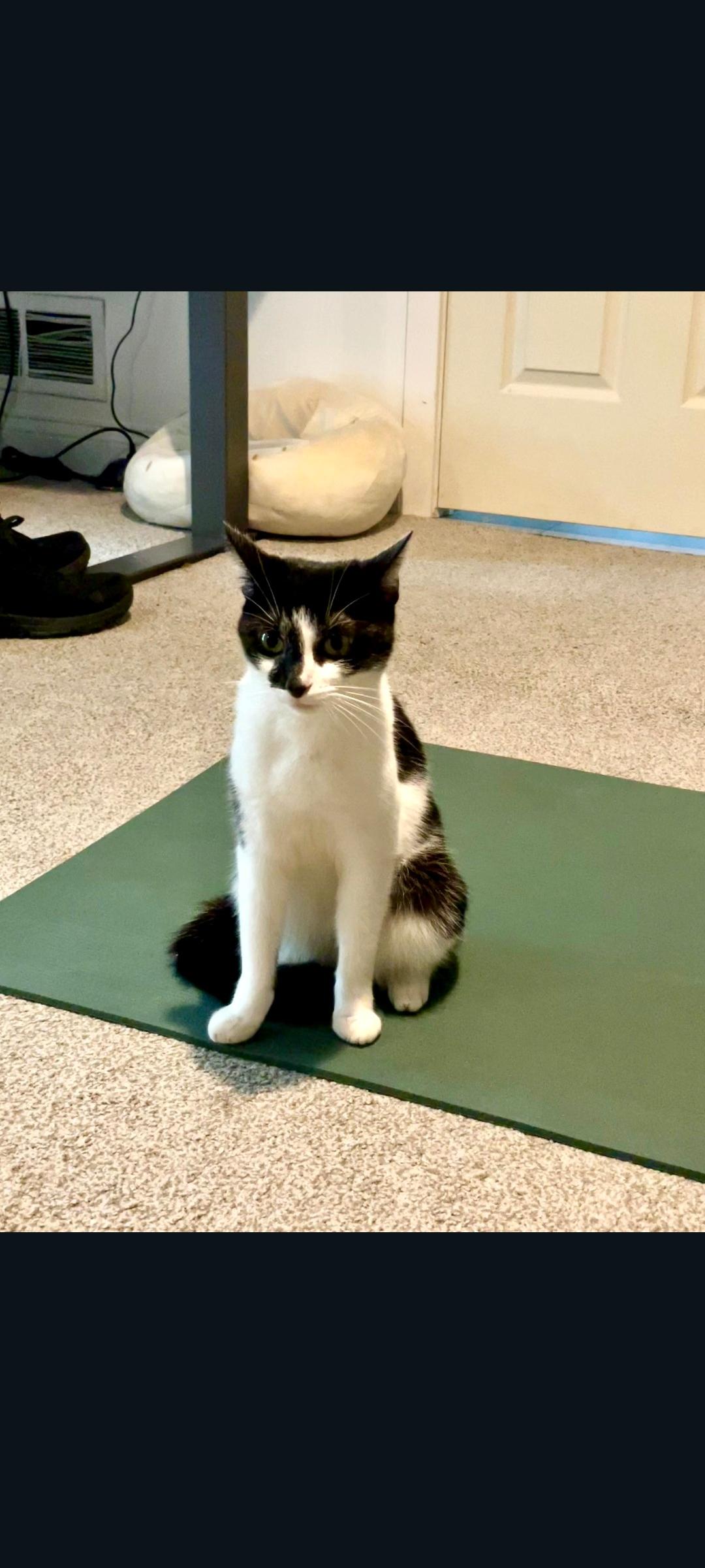 Enlarge Rascal, a Adoptable Domestic Short Hair in Lewis Center, OH image 4/5
