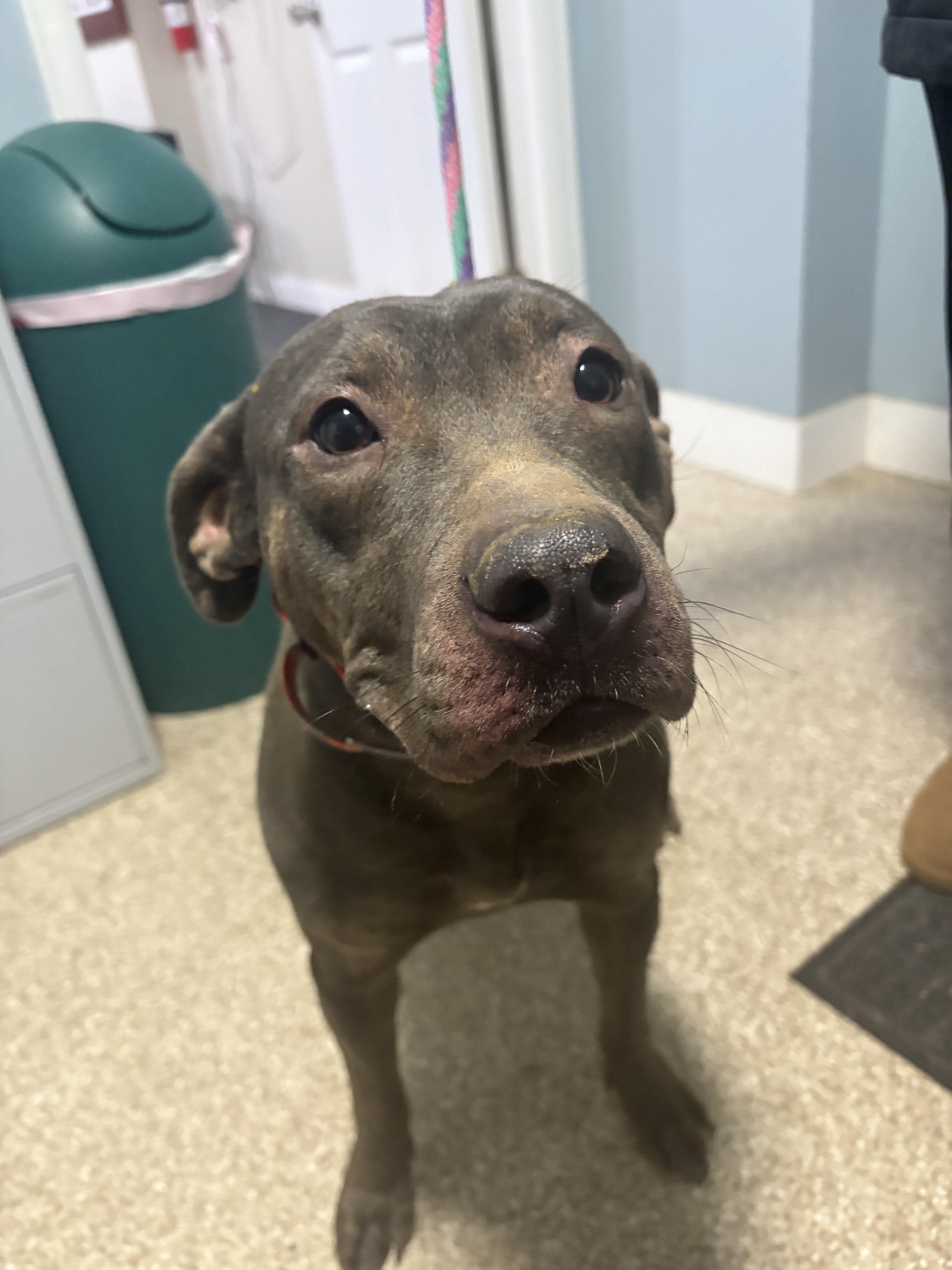 Enlarge Maple, a Adoptable mixed breed in Dillsburg, PA image 1/4