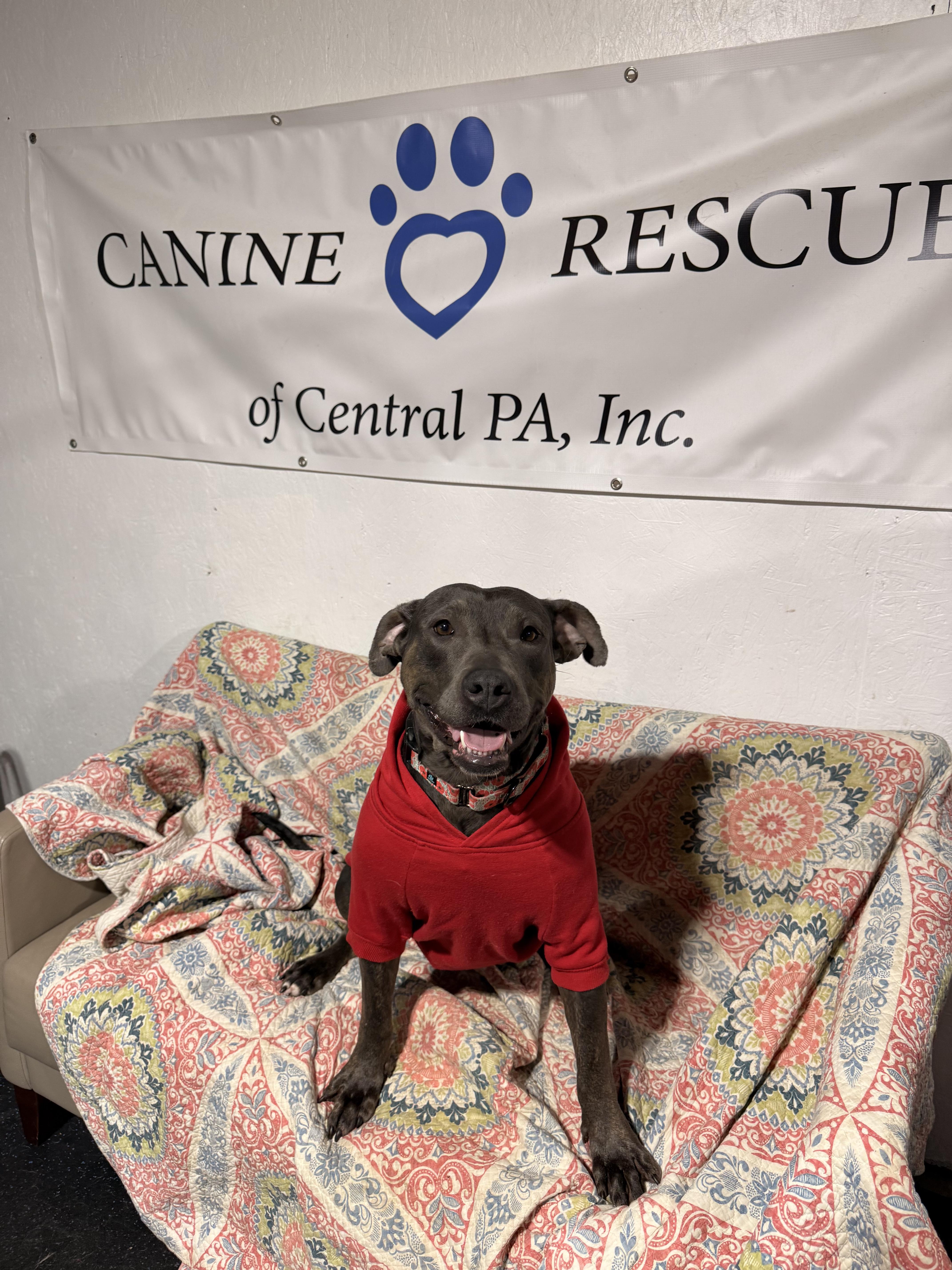 Enlarge Maple, a Adoptable mixed breed in Dillsburg, PA image 2/6