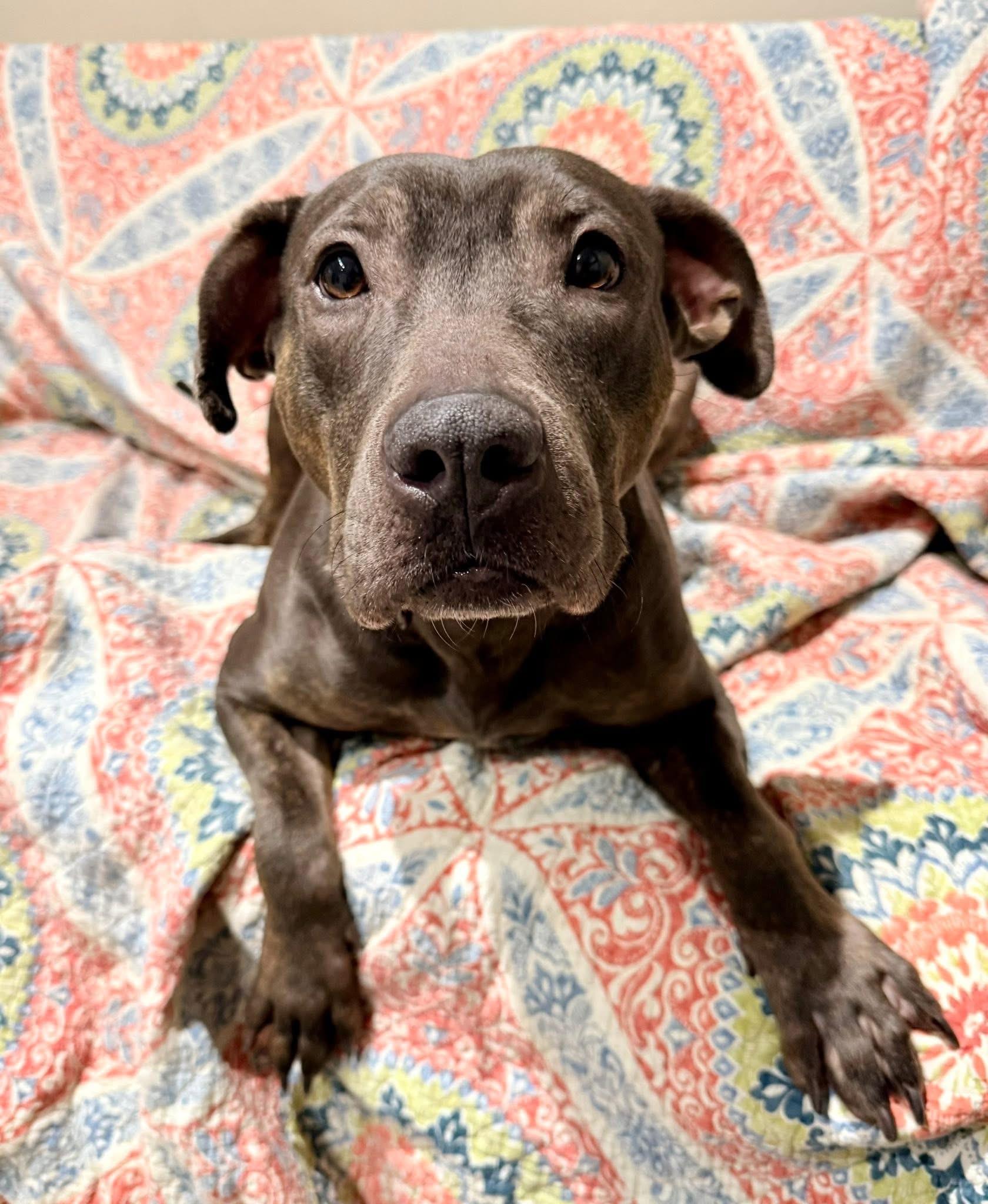 Enlarge Maple, a Adoptable mixed breed in Dillsburg, PA image 3/6