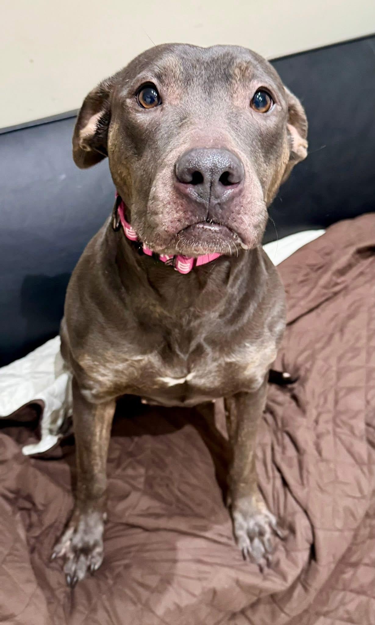 Enlarge Maple, a Adoptable mixed breed in Dillsburg, PA image 2/4