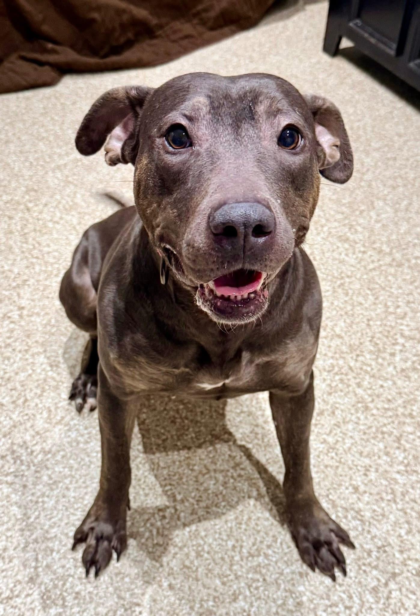 Maple, a Adoptable mixed breed in Dillsburg, PA image 4/6