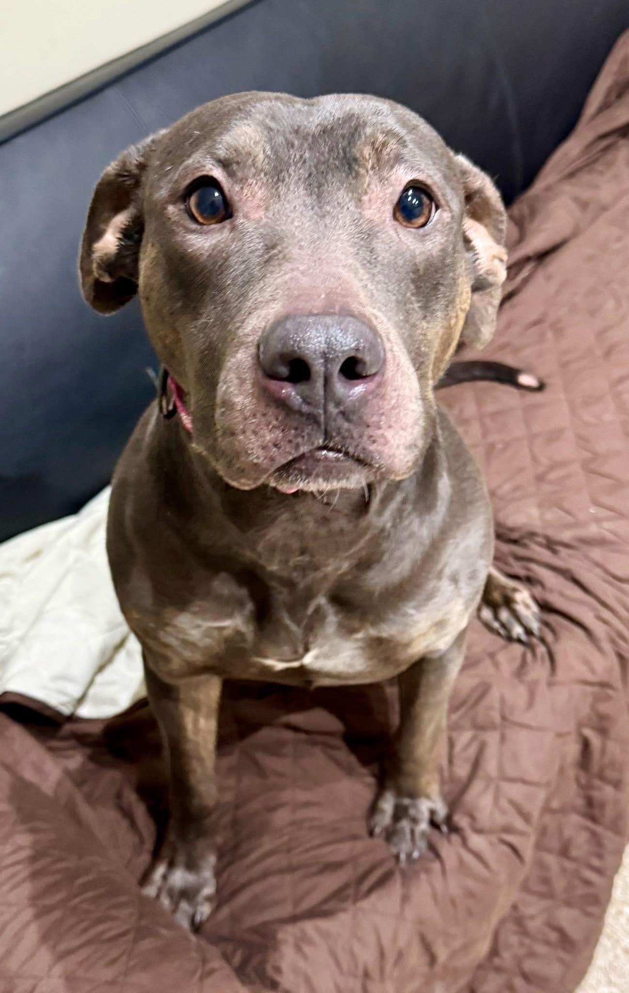 Enlarge Maple, a Adoptable mixed breed in Dillsburg, PA image 4/4