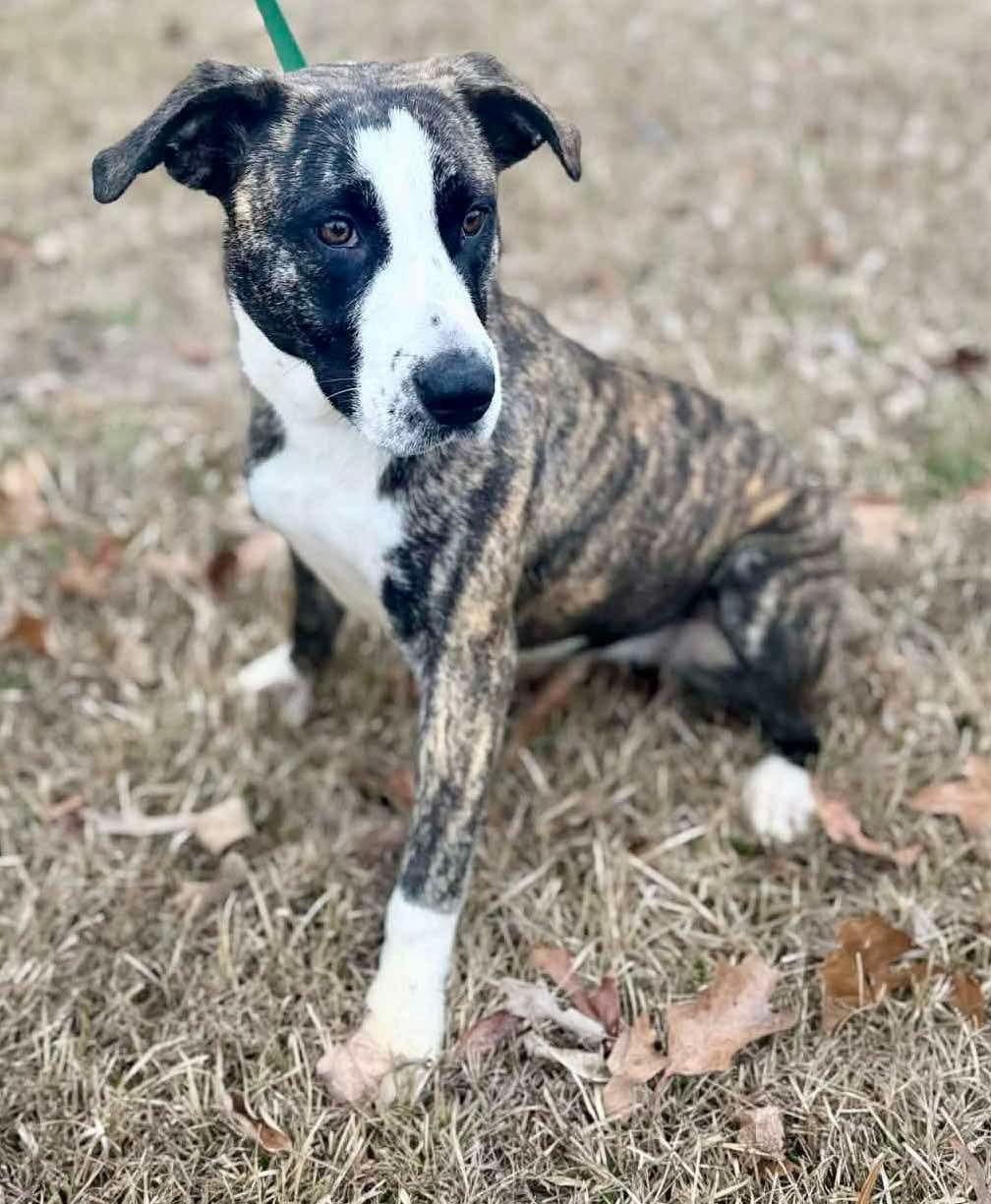 Mabel, Adoptable, Puppy Female American Staffordshire Terrier & Boxer.