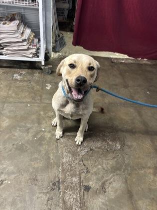 Keller, Adoptable, Young Male Mixed Breed.