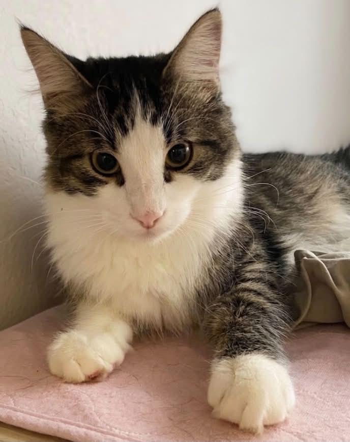 Bartabee, ADOPTABLE, Young Male Domestic Medium Hair.