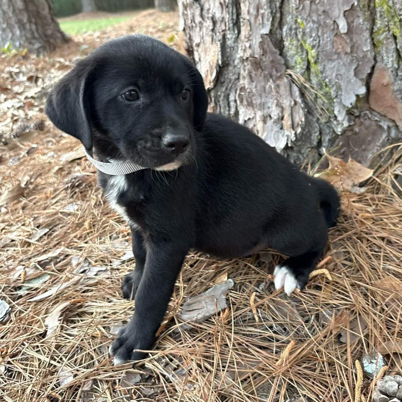 Enlarge Sloane*, a Adoptable mixed breed in Warwick, RI image 3/4