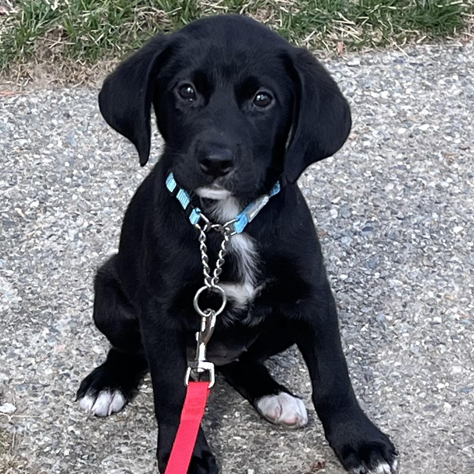 Enlarge Sloane*, a Adoptable mixed breed in Warwick, RI image 1/4