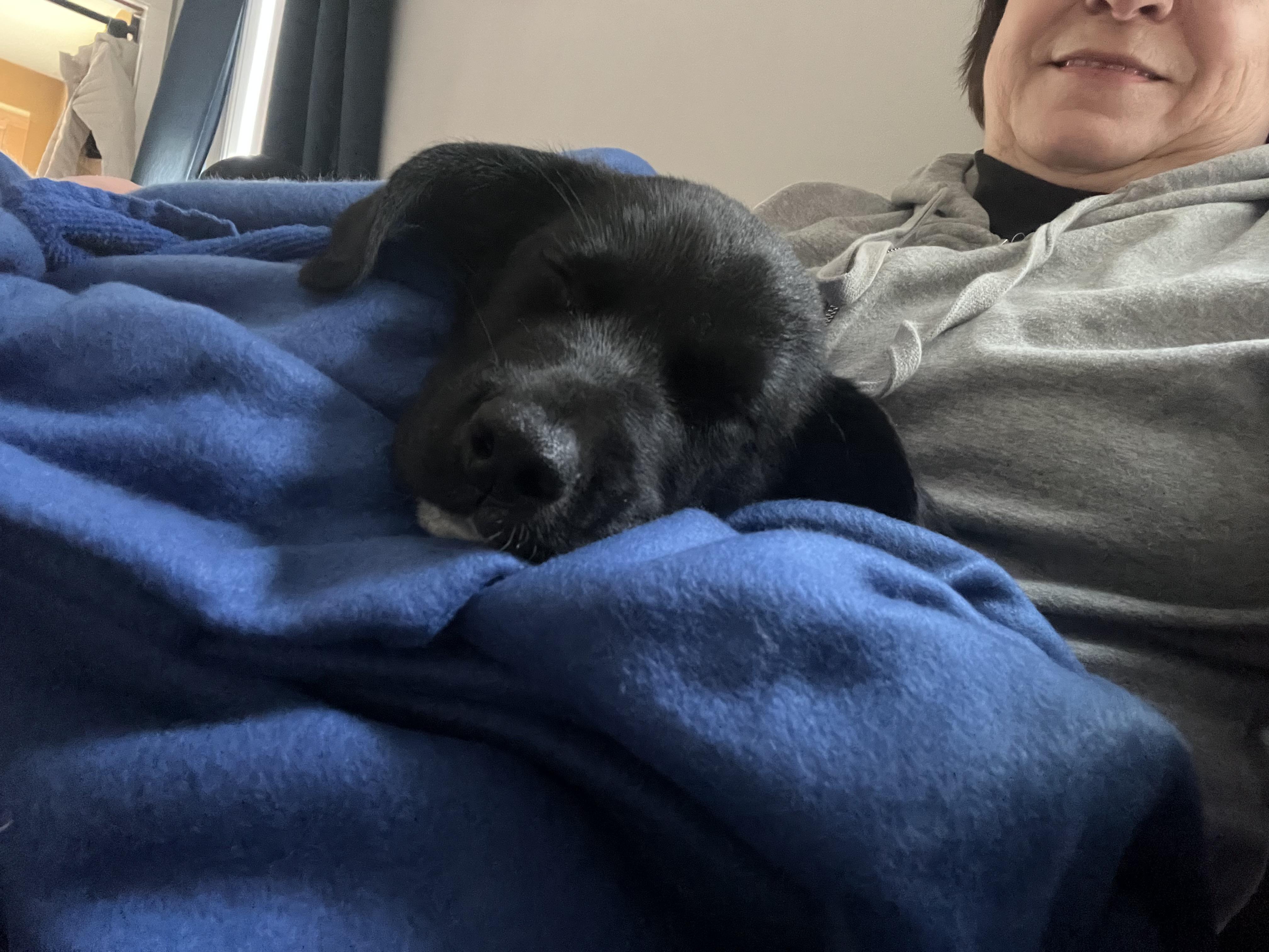 Enlarge Sloane*, a Adoptable mixed breed in Warwick, RI image 4/4