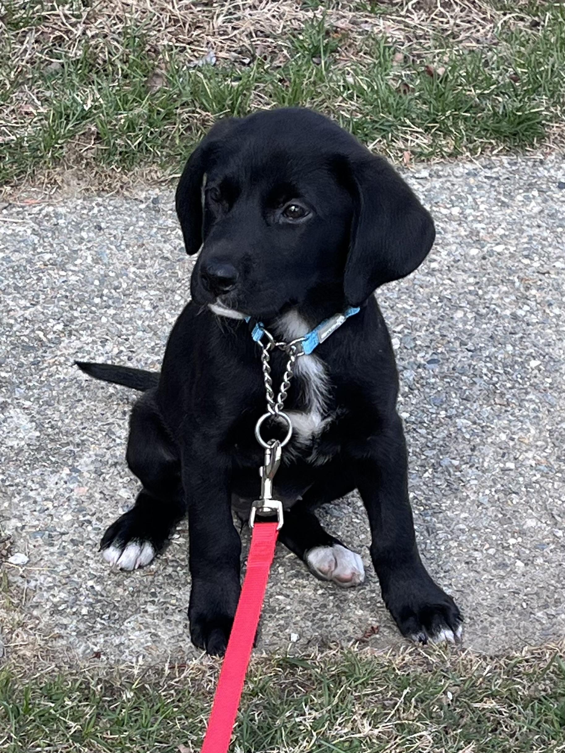Enlarge Sloane*, a Adoptable mixed breed in Warwick, RI image 2/4