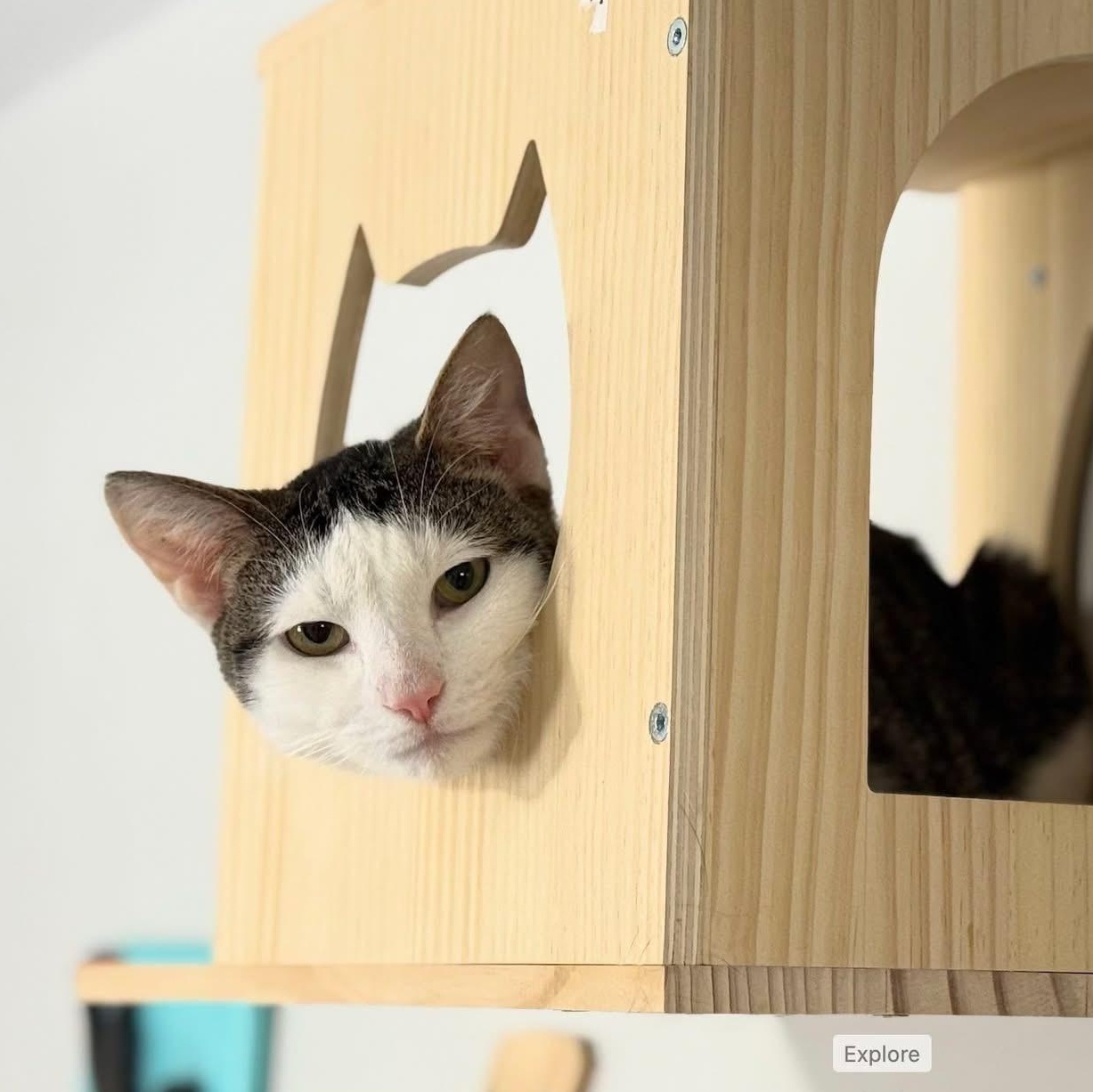 Enlarge Ari, a ADOPTABLE Domestic Short Hair in Bridgeport, CT image 4/5