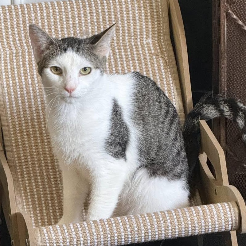 Enlarge Ari, a ADOPTABLE Domestic Short Hair in Bridgeport, CT image 2/5