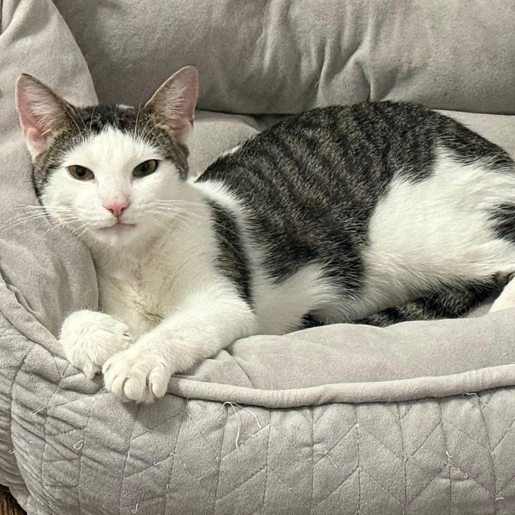 Ari, ADOPTABLE, Adult Male Domestic Short Hair.