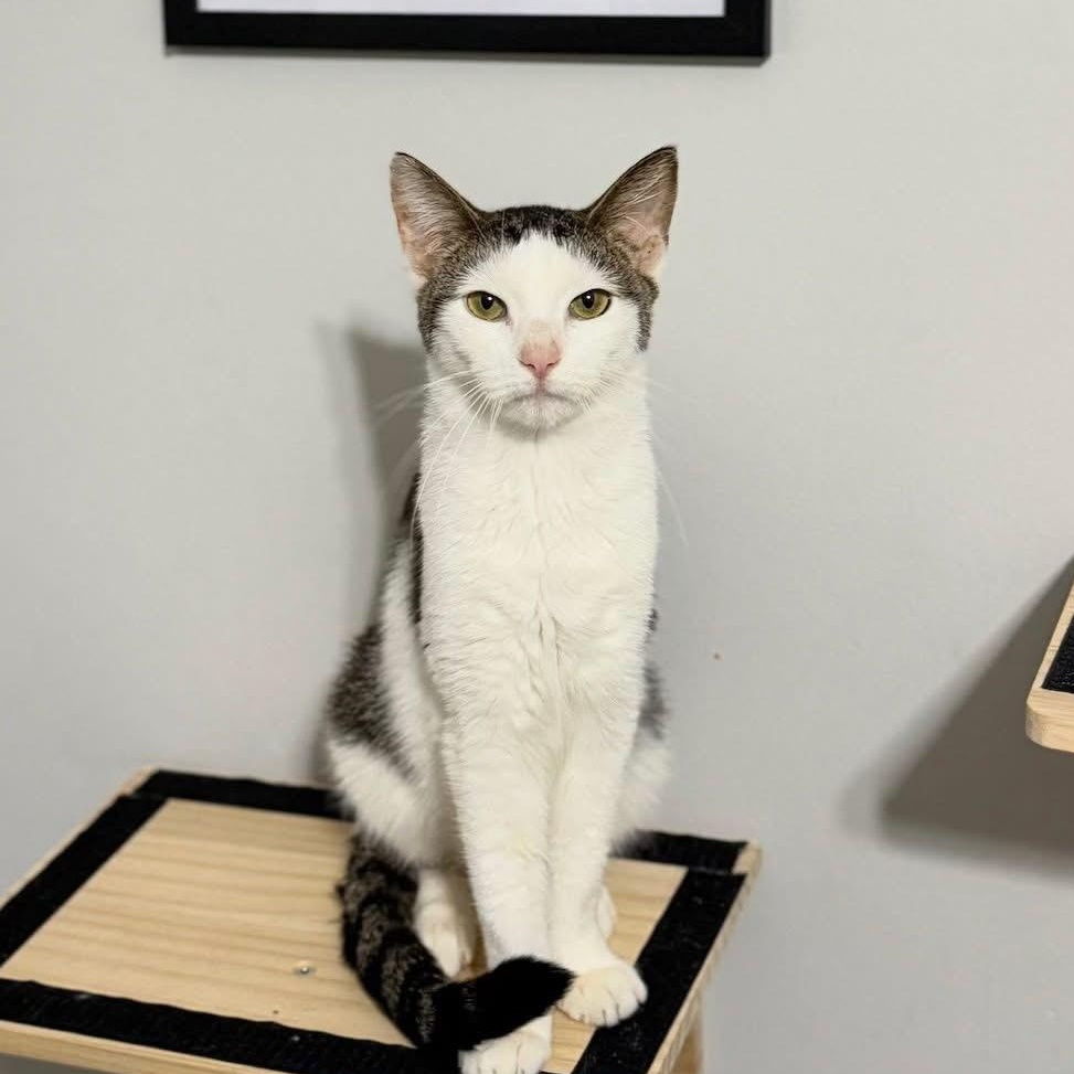 Enlarge Ari, a ADOPTABLE Domestic Short Hair in Bridgeport, CT image 3/5