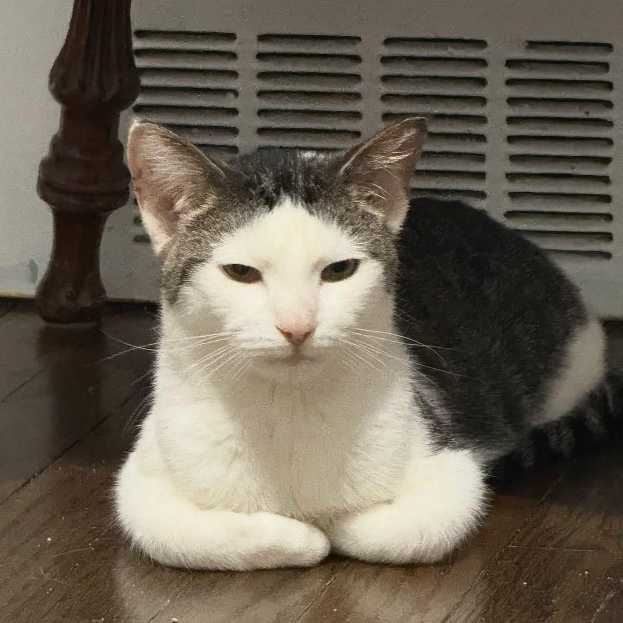 Enlarge Ari, a ADOPTABLE Domestic Short Hair in Bridgeport, CT image 5/5