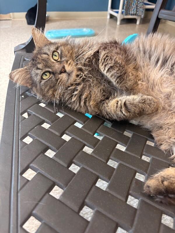 Anubis, Adoptable, Adult Male Domestic Long Hair.