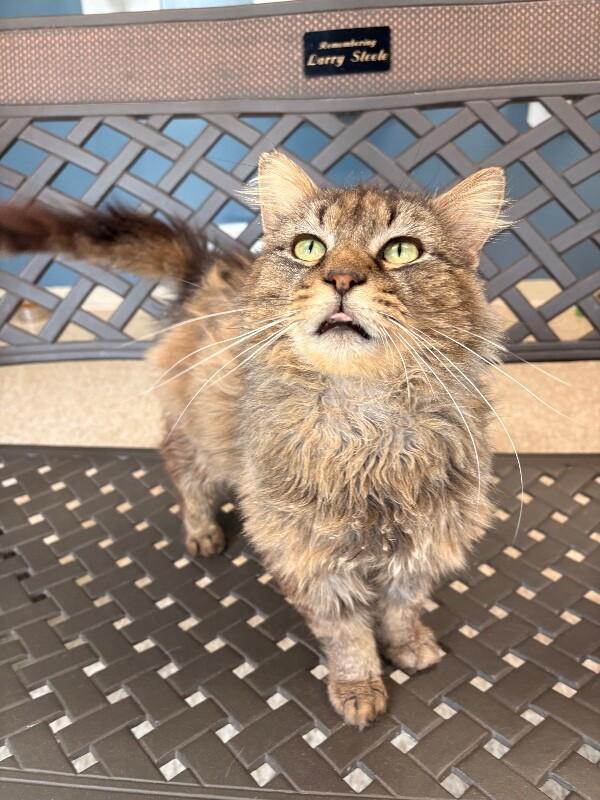 Anubis, a Adoptable Domestic Long Hair in Warren, PA image 2/6