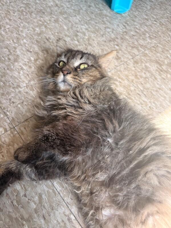 Anubis, a Adoptable Domestic Long Hair in Warren, PA image 3/6